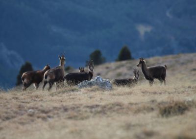 Parque Natural del Cadí-Moixeró